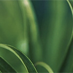 Pigment Estetic Pigmentbehandling, Pigmentbehandling